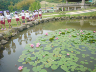 お池にはスイレンの花が咲いていました。綺麗ですね!