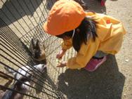 H25 10月29日 子ども動物園がひばり幼稚園にやってきました。
