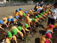 いもほり遠足