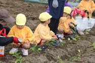 「いもほり遠足」